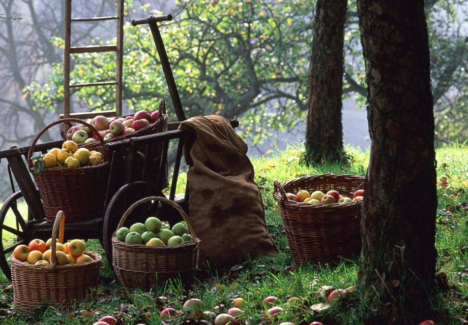 Apples in baskets under a tree